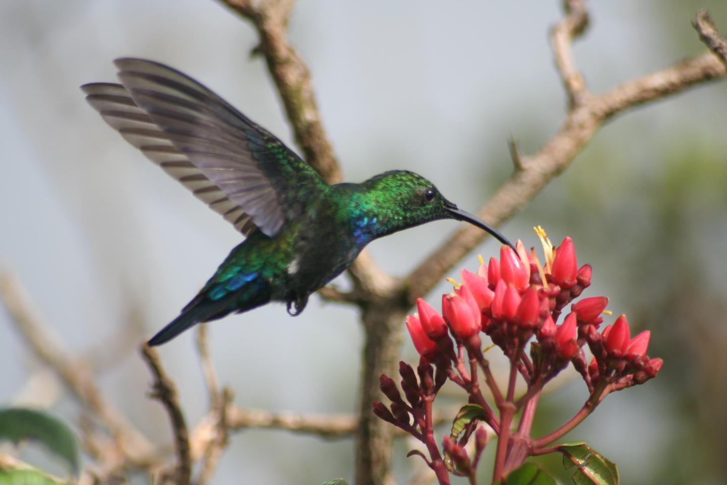 Green-throated Carib Eulamp [IMAGE] | EurekAlert! Science News Releases