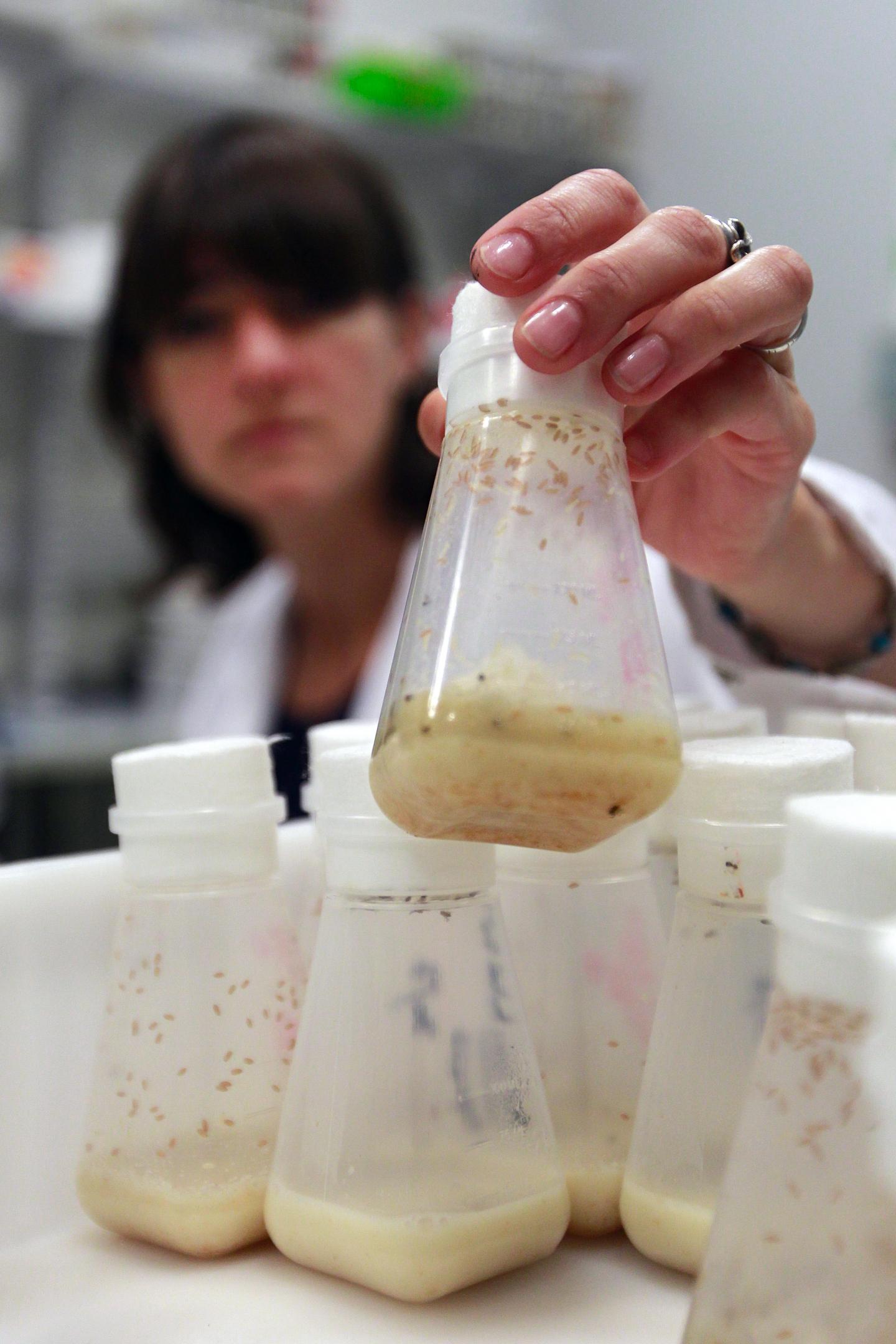 Fly Room at IRB Barcelona