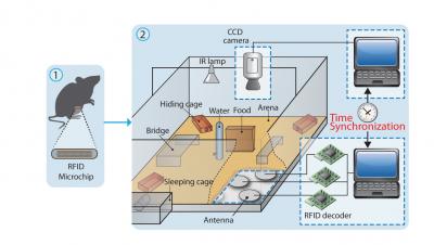 'Big Brother' Experimental Setup for Observing Mouse Social Interaction