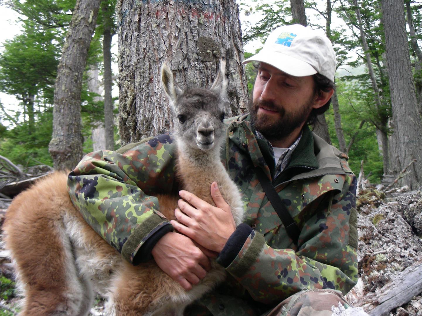 Guanaco