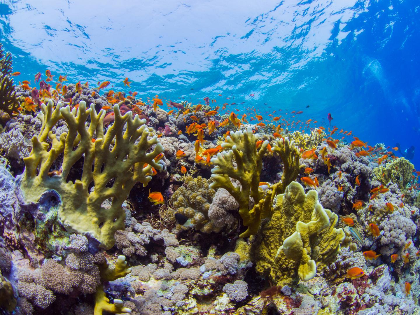 Algae, Friends of Coral, Produce an Antioxidant That May Help Combat Salty Stress (2 of 11)