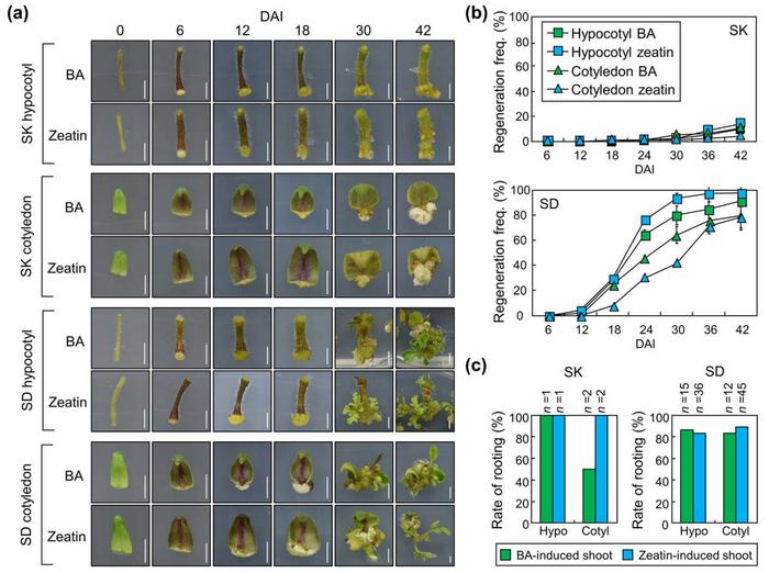 Regeneration efficiency of two different tomato genotypes.