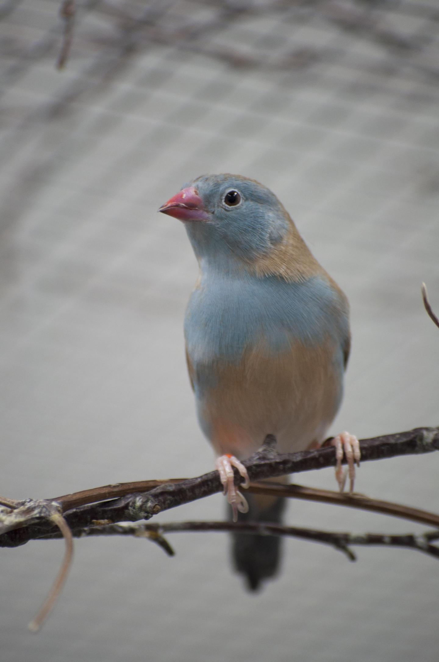 Songbird Courtship Influenced by Who's in the Audience (5 of 8)