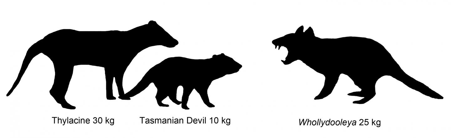 Comparison of Marsupial Size