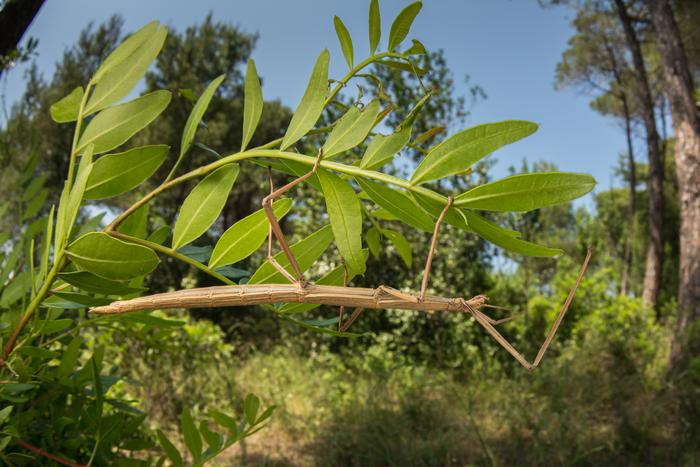 Stick insect