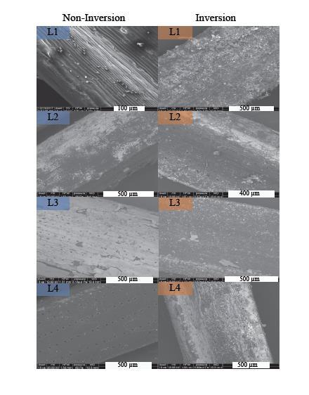 Electron micrograph images of pine needles in air pollution