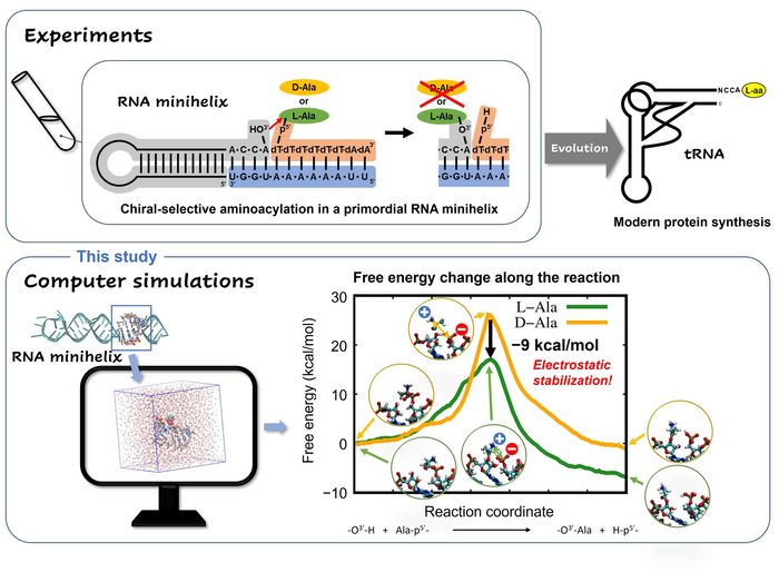 TUS researchers simulate amino [IMAGE] EurekAlert! Science News Releases