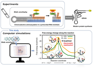 TUS researchers simulate aminoacylation, a reaction that occurs in RNA, to understand why only certain amino acids occur exclusively in nature.