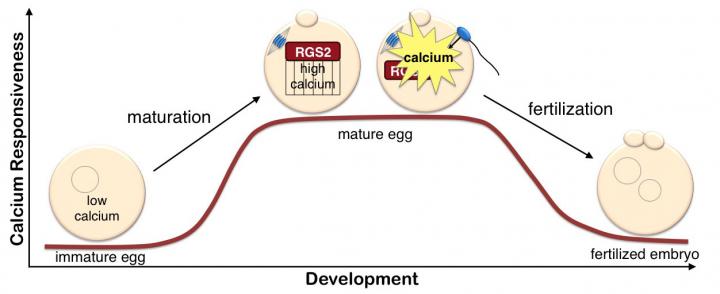 Interplay between Calcium and RGS2 during Egg Development and Fertilization