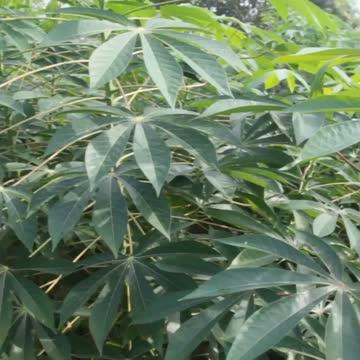 Improving Cassava Video