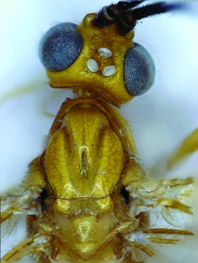 <i>Cystomastacoides kiddo</i>