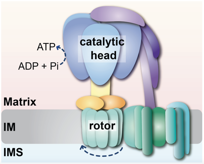 New insights into the formation of ATP synthase