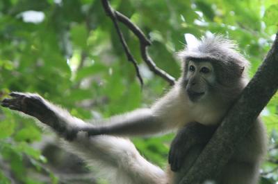 White-eyelid Mangabey