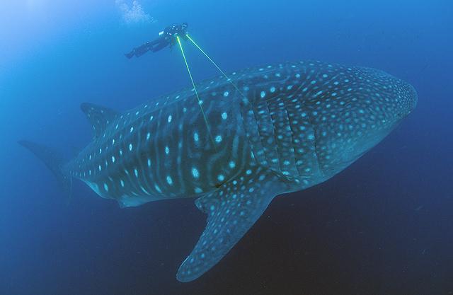 Diver Measuring Whale Shark