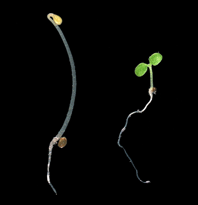 arabidopsis seedlings