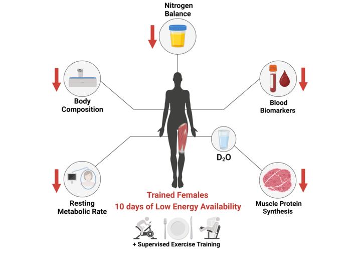 Illustration_Low energy availability reduces myofibrillar and sarcoplasmic muscle protein synthesis in trained females