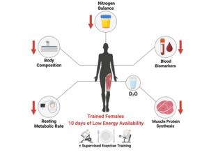 Illustration_Low energy availability reduces myofibrillar and sarcoplasmic muscle protein synthesis in trained females