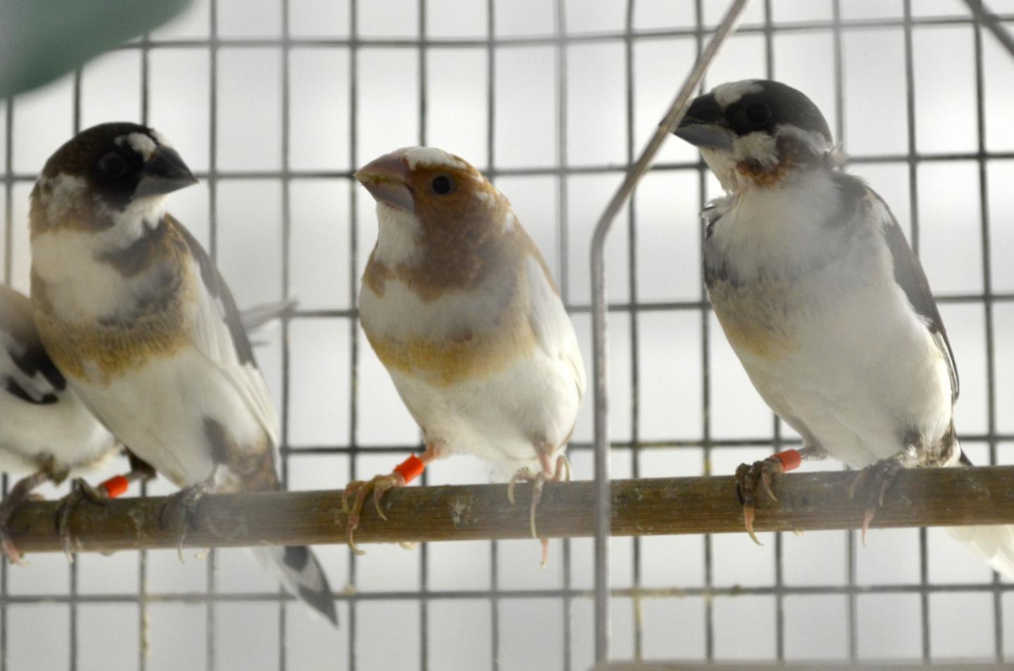 Image of Bengalese Finches
