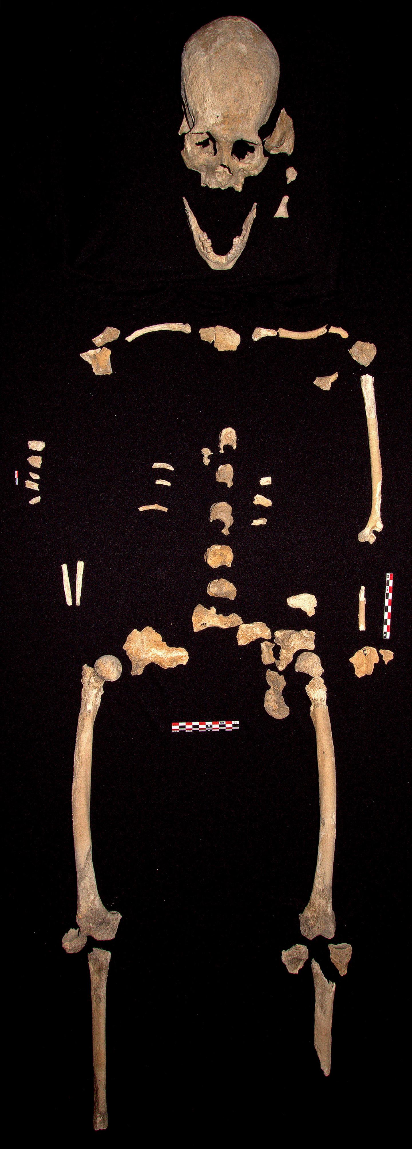 Prähistorisches Skelett