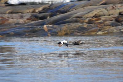 A Male and Female Common Eider