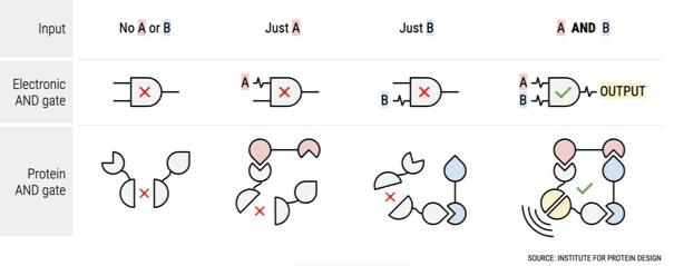 Comparison of Electronic and Protein AND Gates