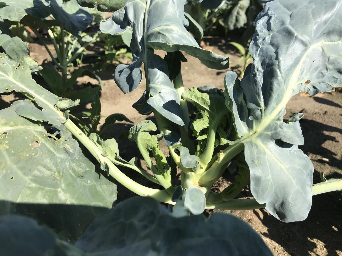 Headless Broccoli Plant