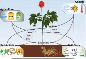 Environmental regulation (climatic factors, edaphic factors, and agricultural practice) of ginsenoside biosynthesis.