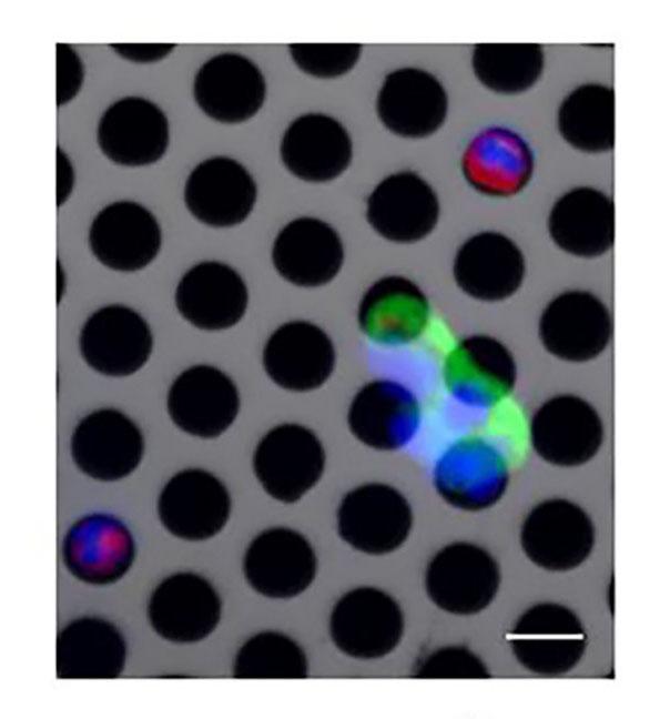 Circulating Tumor Cells Trapping on a Porous Membrane