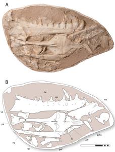 Khinjaria acuta skull fossil