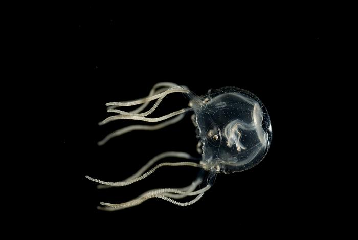 A Caribbean box jellyfish