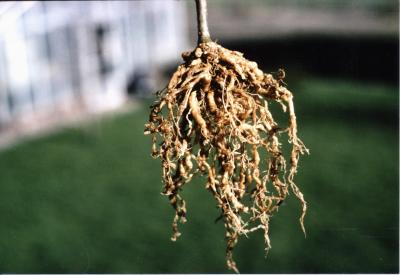 Root Knot Nematode