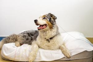 Dog during EEG experiment
