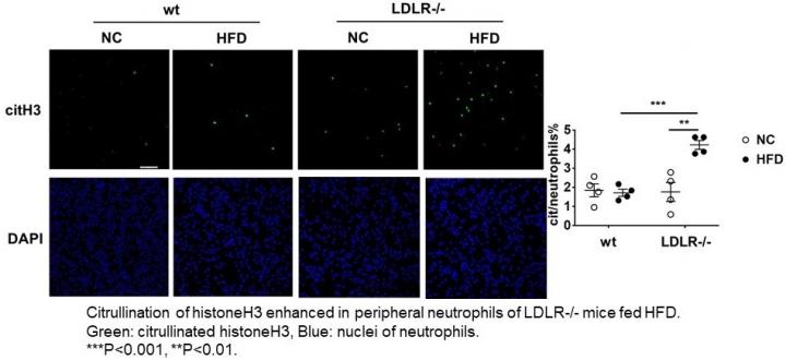 Citrullination of neutrophil histone H3 after high fat diet in LDLR -/- mice