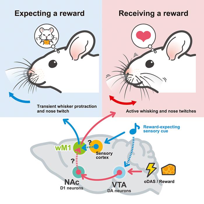 Frontiers  Whisker and Nose Tactile Sense Guide Rat Behavior in a Skilled  Reaching Task