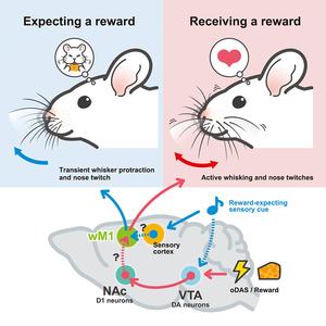 Researchers study the mechanism by which brain controls involuntary oral and facial movements in a murine model study