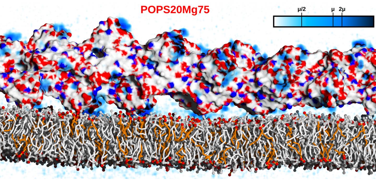 Simulation of actin binding to the lipid membrane