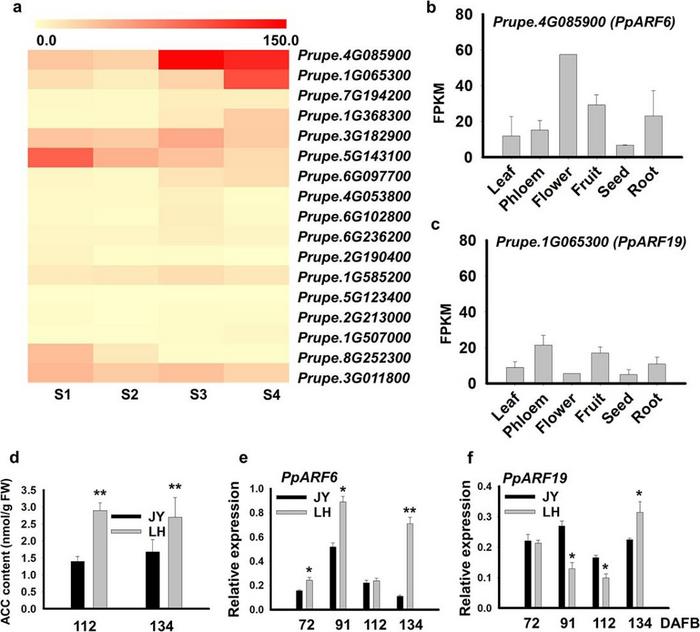Decoding peach fruit ripening: The pivotal ro | EurekAlert!