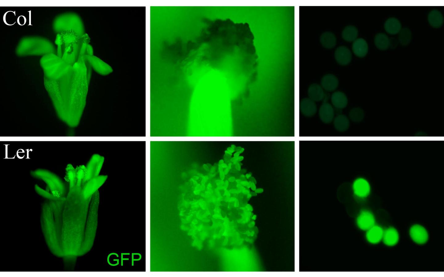 How Plants Count Their Chromosomes