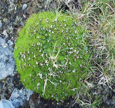 Cushion Pink (<i>Silene acaulis</i>)