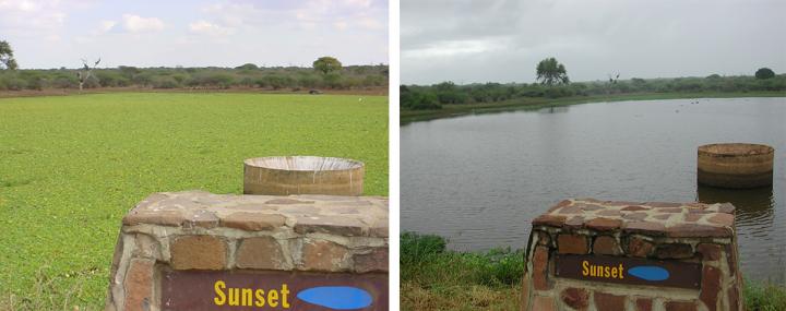 Sunset Dam before and after a Heavy Infestation with Water Lettuce