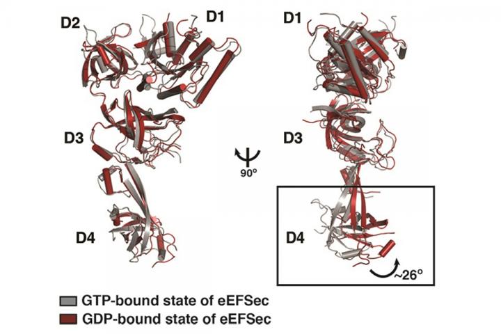 The eEFSec Elongation Factor