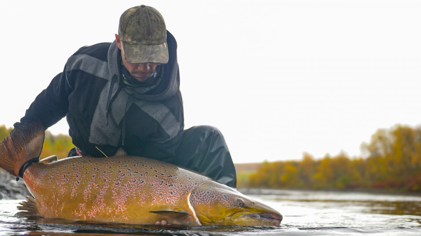 Male salmon