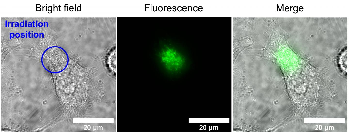Autofluorescence of flavin molecules in HeLa cell