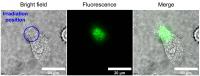 Autofluorescence of flavin molecules in HeLa cell