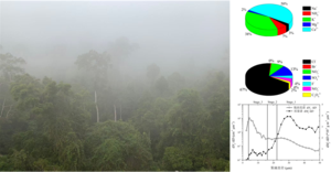 Radiation fog in tropical rainforest