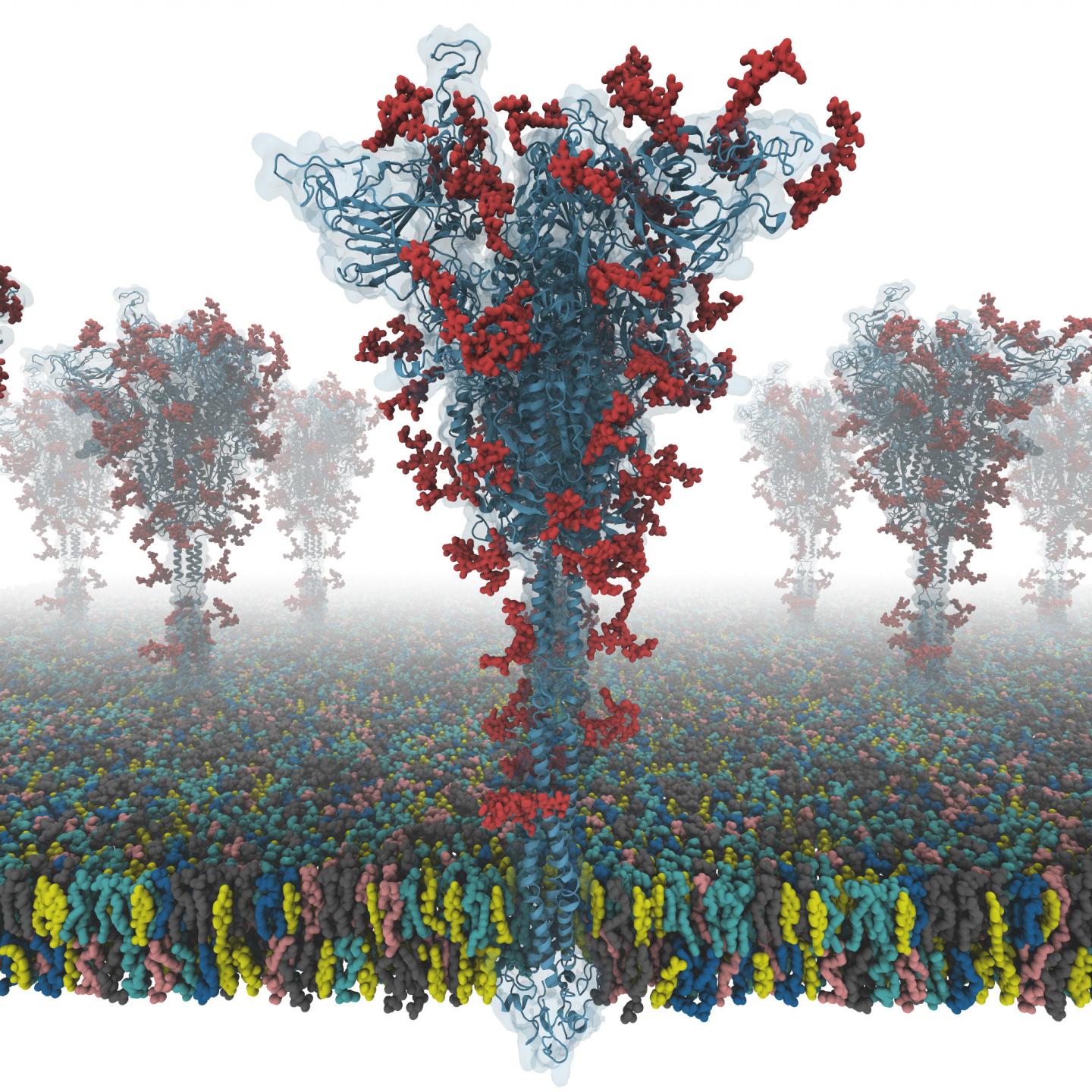 A model of an S-protein.