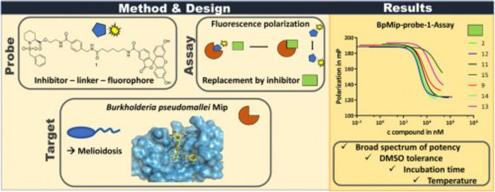 Fluorescent probe for the identification of potent inhibitors of the macrophage infectivity potentiator (Mip) protein of Burkholderia pseudomallei