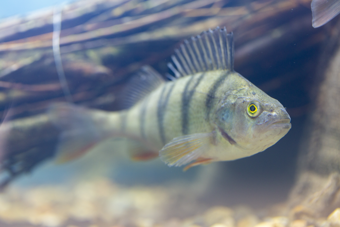 European perch (Perca fluviatilis) - one of the study species - is a key predator in temperate lakes.