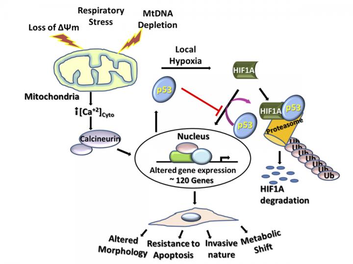 Mitochondria Stress and Cancer