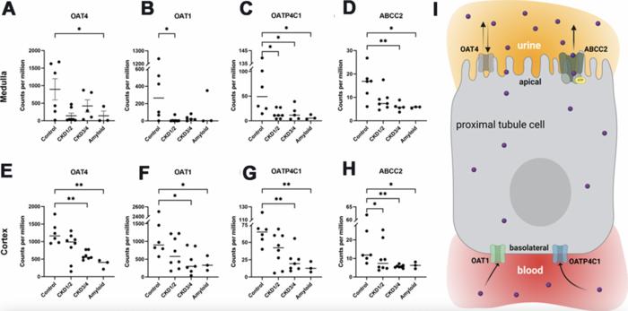 Impaired renal transporter gene expression and uremic toxin excretion as aging hallmarks in cats with naturally occurring chronic kidney disease